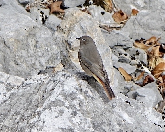black redstart